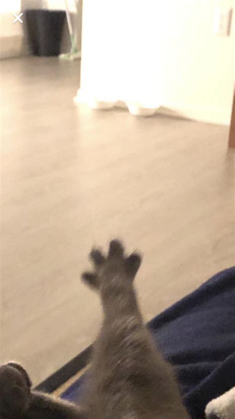 This Is My Cat Mouse Doin A Toe Spread Rspreadytoes