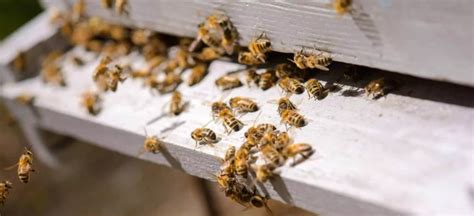 How Can I Get Rid Of Bees Without Killing Them