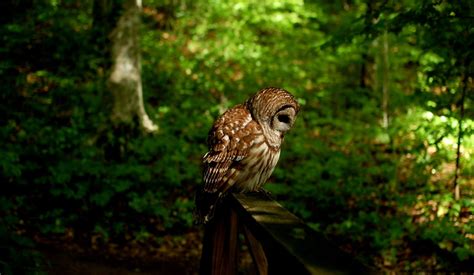 Owls Birds Forest Nature Hd Wallpaper All Wallpapers Desktop