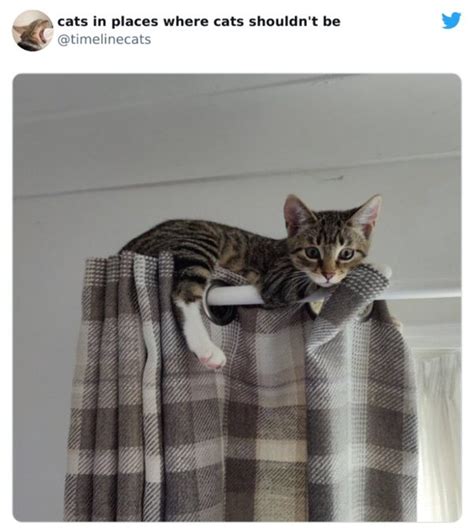 Cats In Unexpected Places Animals