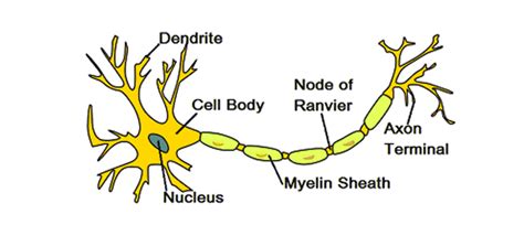 We did not find results for: Animal Cell - Structure, Function and Types of Animal Cell