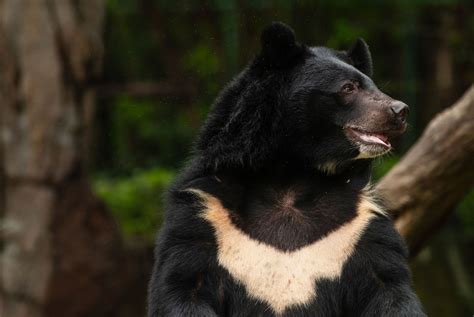 Asiatic Black Bear Size Habitat Population And Facts Britannica