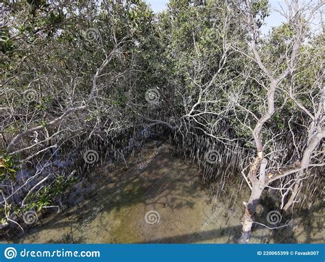 Mangrove Forest In Al Jubail Park Abu Dhabi Uae Stock Image Image