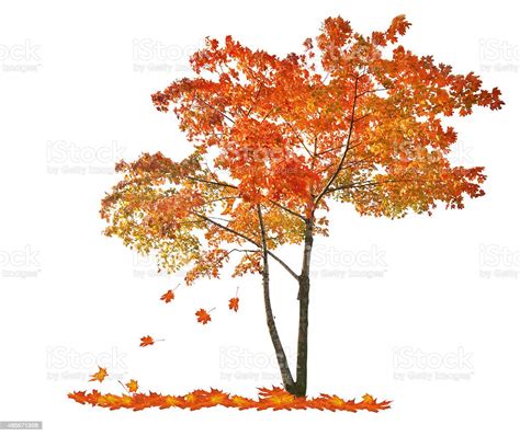 Autumn Red Maple Tree With Falling Leaves Stock Photo Download Image
