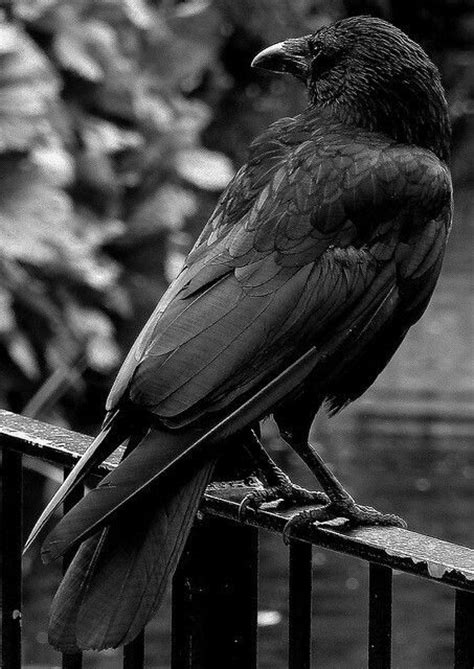 Crow Colours Crow Crows Ravens Raven
