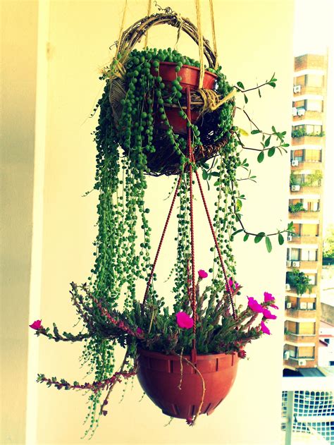 Jun 07, 2021 · las plantas son un elemento decorativo que además de aportarle color y aroma a tus espacios, también ayuda a respirar aire puro. Balcon Plantas Colgantes De Sol - Las Mejores Plantas Para ...