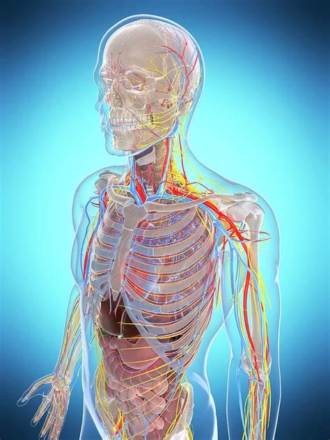 Human Anatomy Photograph By Sebastian Kaulitzki Fine Art America