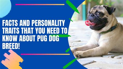 Facts And Personality Traits That You Need To Know About Pug Dog Breed