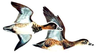 Lesser scaup are diving ducks that occur on fairly large bodies of water across much of the united states in winter. The Project Gutenberg eBook of Ducks at a Distance, by ...