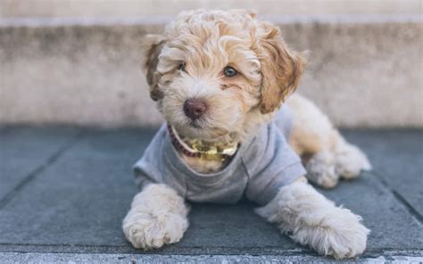 Cavapoo Dog Breed Information Everything You Need To Know