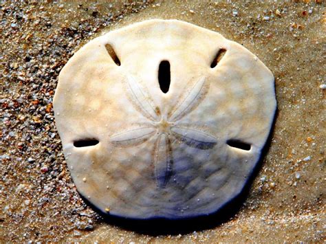 The Term Sand Dollar Are Species Of Extremely Flattened Burrowing Sea