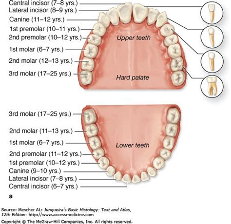 Pin By Shams On Dental Anatomy Dental Anatomy Human Anatomy And