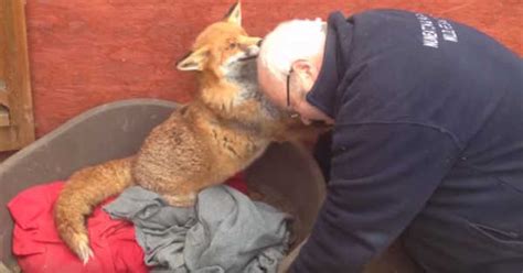 He Visits The Fox He Rescued 7 Years Ago Now Watch Closely When She