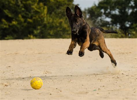 Free Images Ball Vertebrate Doggy Belgian Shepherd Dog Motion