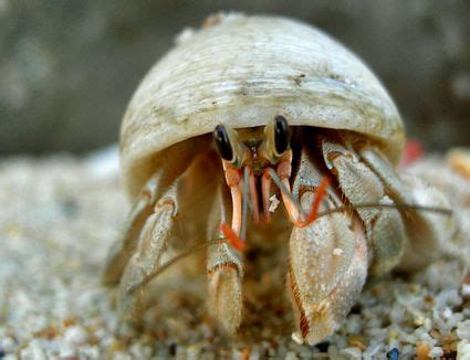 Wondering if cats can eat lobster, crab, or shrimp. What Fruits Can Hermit Crabs Eat?