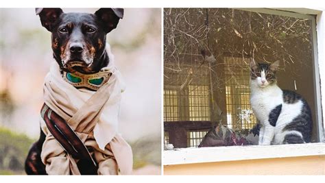 If You’re Planning a Vacation, Check Out These Local Pet Stays For Your