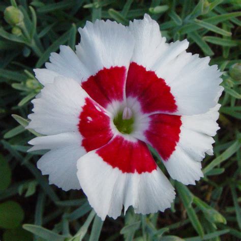 Dianthus plumarius Dixie White Red Bicolor ...