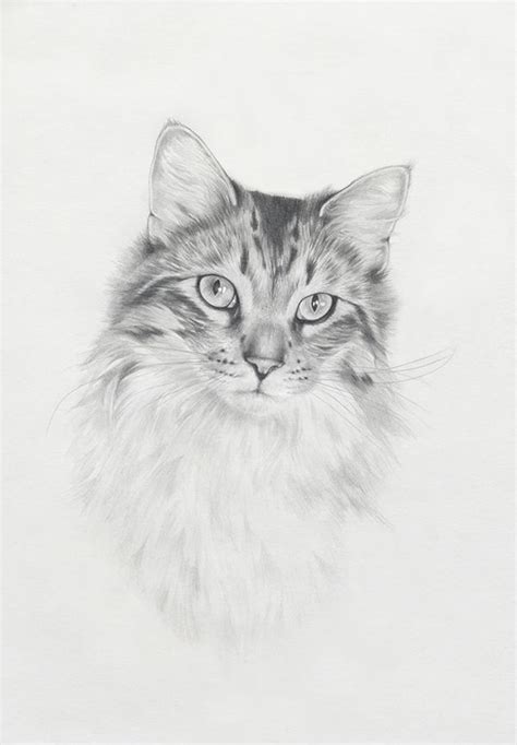 The 15 greatest anime cats you desperately want to pet, kawaii anime cats characters fans will fall in love in 2020 for sure. Cat Love on Behance | Animal drawings, Cat artwork, Pencil ...