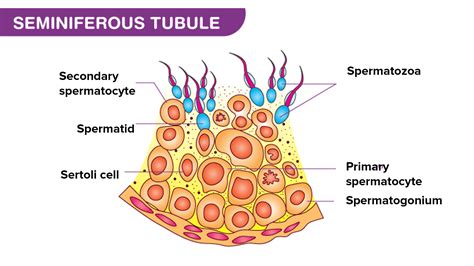 What Is The Structure Of The Seminiferous Tubule