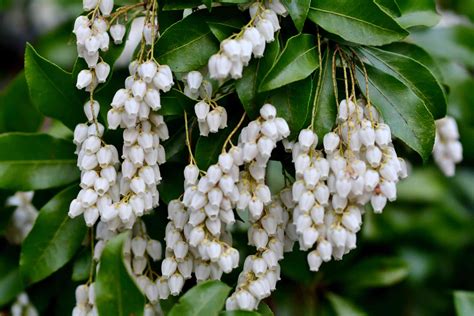 10 Best Fragrant Shrubs To Grow In Your Yard