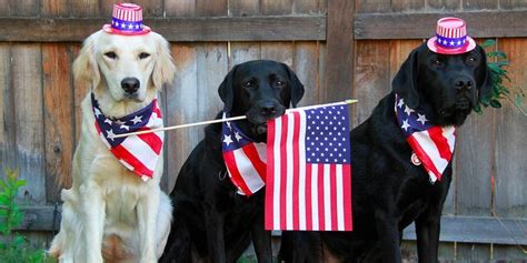 16 Dogs That Are Ready To Celebrate The 4th Of July