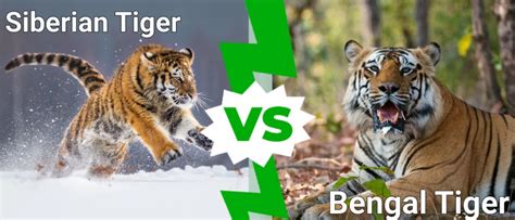 Siberian Tiger Vs Bengal Tiger Whats The Difference A Z Animals