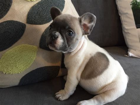 59 French Bulldog 2 Weeks Old Picture Bleumoonproductions