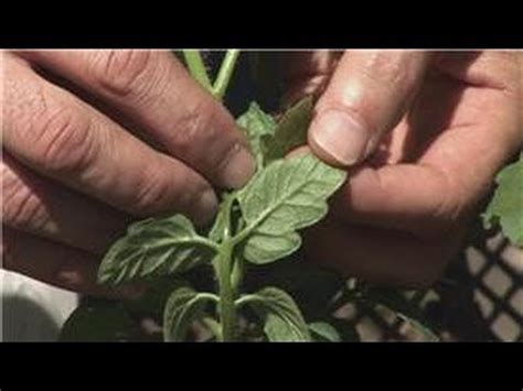 Pests, plant diseases, and weeds can be serious threats to crops. Bug Control : How Do I Get Rid of Plant Mites? - YouTube
