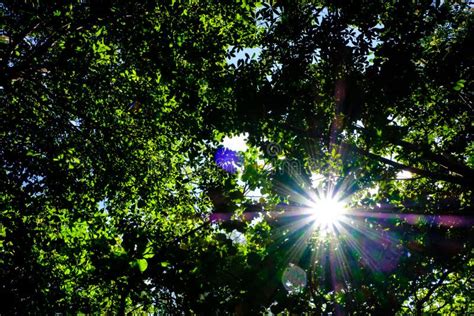 The Sun Shines Warmly Through The Canopy Of A Trees In The Woods Stock