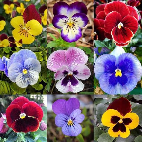 Bunga Pansy 🌼🌸🌼🌸 Bunga Kecil Warna Warni Dengan Warna Warnanya Yang
