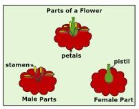 Stamens are the male parts and female parts are the carpels which fused to form a pistil. Male and Female Flower Parts: Stamen and Pistil