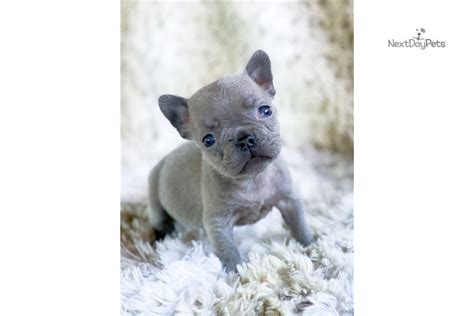 Find french bulldogs & puppies for sale across australia. Micro Winnie: French Bulldog puppy for sale near Akron ...