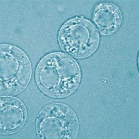 Cells, ti sues, or organs from an animal and their next s. James BABCOCK | Wells College | BCS