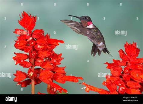 Ruby Throated Hummingbird Archilochus Colubris Sunset Texas Animal