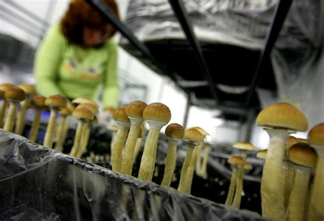 Growing Magic Mushrooms Like A Pro The Perfect Guide Dose Therapy