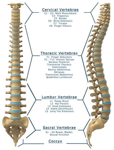 Lumbar Spinal Cord Anatomy