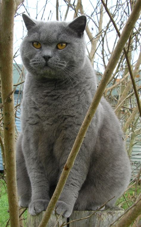 Find a british blue on gumtree, the #1 site for cats & kittens for sale classifieds ads in the uk. British Shorthair - Wikipedia