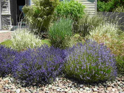 Lavender Frontyard Landscaping Landscape Ideas Front Yard Curb Appeal