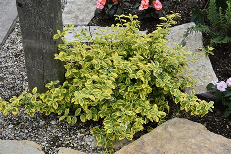 Leaves take on a reddish tinge in winter. Gold Splash Wintercreeper (Euonymus fortunei 'Roemertwo ...