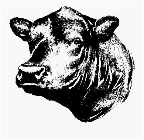 28 Collection Of Black Angus Cow Clipart Angus Cow Head Silhouette