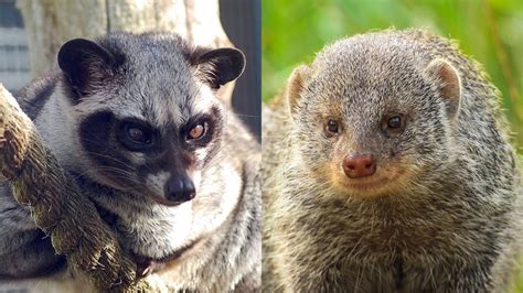 luwak togel