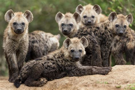 Spotted Hyena Cubs By Den Masai Mara Game Reserve Kenya Photograph