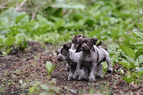 German Shorthaired Pointers 10 Fun Facts About These All Around Dogs