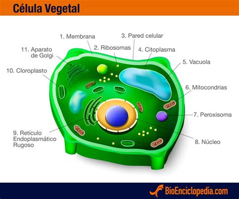 La CÉlula Vegetal Biologia
