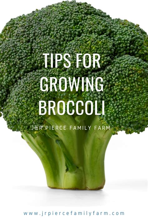 Broccoli Growing Ideas In 2020 Growing Broccoli Broccoli Gardening Tips