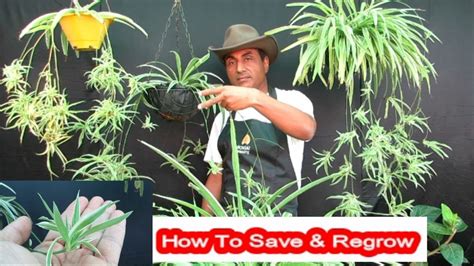 No amount of tending can revive it. How to Save and Regrow Spider Plant - YouTube