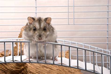 23 Facts About Baby Hamsters — Pet Central By Chewy