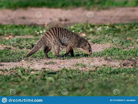 Banded Mongoose Sniffing For Food In Kenya Stock Photo Image Of Kenya