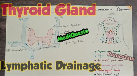 Thyroid Gland Lymphatic Drainage Youtube