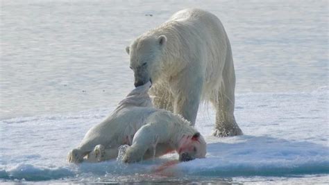 Osos Polares Se Comen Unos A Otros Y La Causa Es El Calentamiento